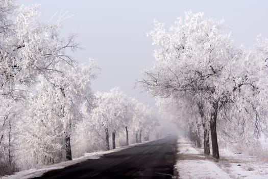 Frosted trees and plants along the way. 