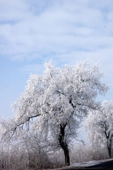 Frosted trees and plants along the way. 