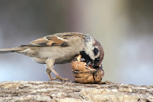 Sparrow (Passer domesticus)  in the winter bird feeding. 