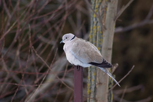 Collared Dove (Streptopelia decaocto)  a useful garden birds.