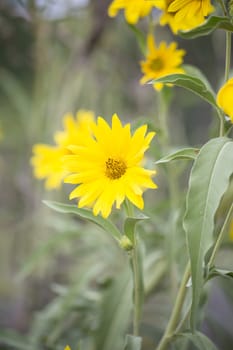 Pretty swamp sunflowers growing close together