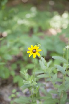 Close up of a wild black-eyed Susan sunflower