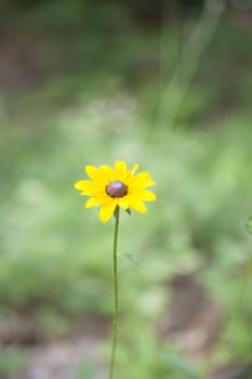 Close up of a wild black-eyed Susan sunflower