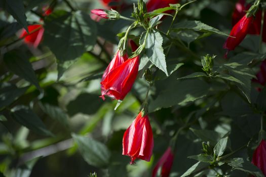 Close up of Sultan's turban flowers, also called wax mallows, ladies teardrops and Scotchman's purses