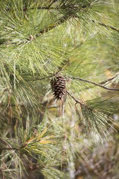 Extreme close up of pine needles and a single cone