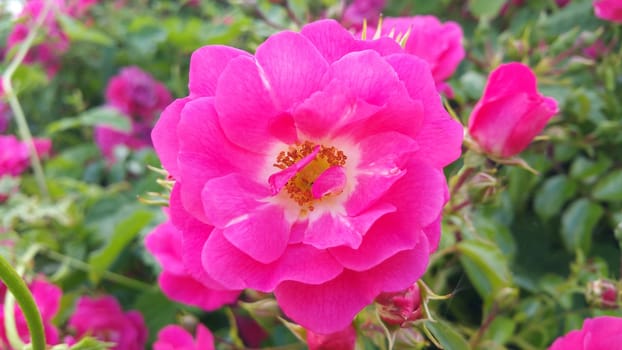 pink flowers in the garden on a green background summer day