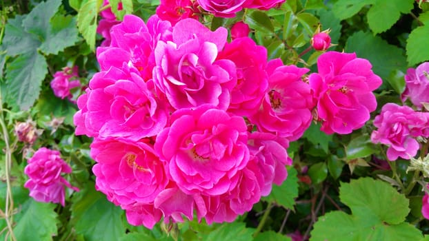 pink flowers in the garden on a green background summer day