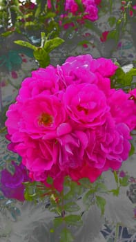 pink flowers in the garden on a green background summer day