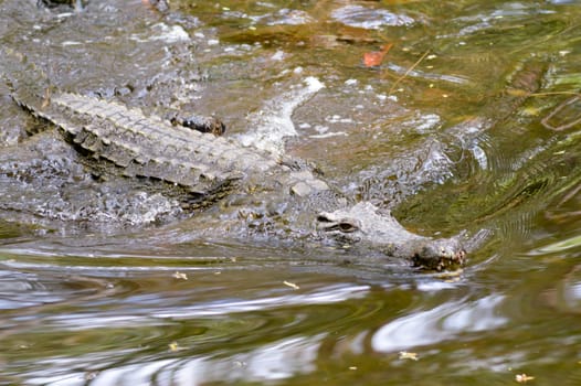 Crocodile eyes in a water body in Mombasa, Kenya