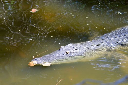 Crocodile eyes in a water body in Mombasa, Kenya