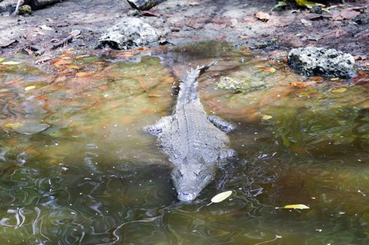 Crocodile eyes in a water body in Mombasa, Kenya