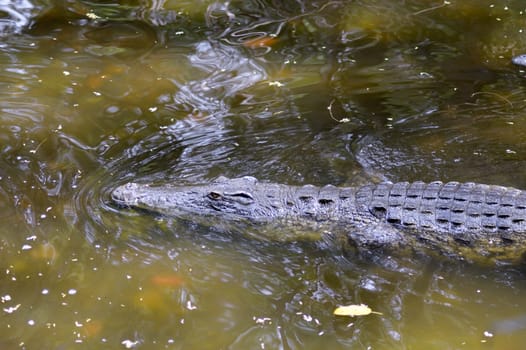 Crocodile eyes in a water body in Mombasa, Kenya