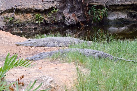 Two alligators stretch along the bank in a park in Mombasa, Kenya
