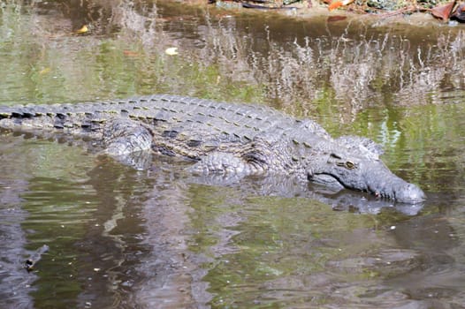 Crocodile eyes in a water body in Mombasa, Kenya