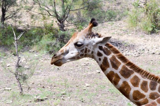 Giraffe head in a park in Mombasa, Kenya