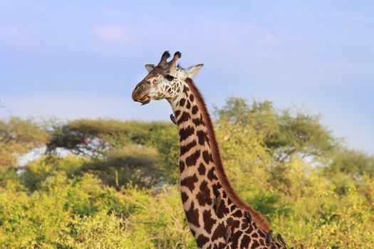 Free Giraffe with birds in Tsavo National Park. Kenya
