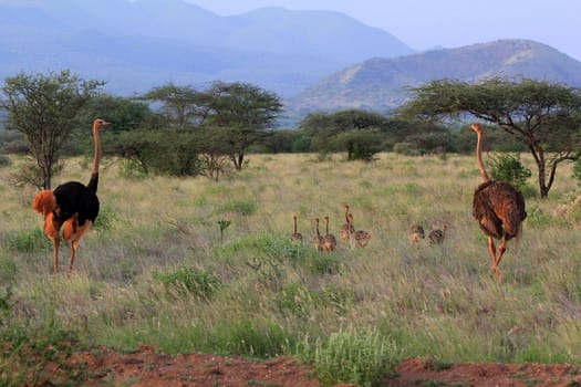 Ostrichs on savanna. Tsavo national park in Kenia
