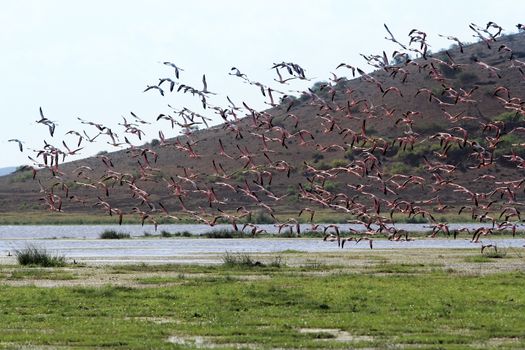 A large flock of flamingos in the Amboseli National Park. Kenya