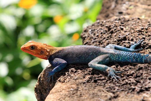 Common agama. Amboseli national park in Kenia