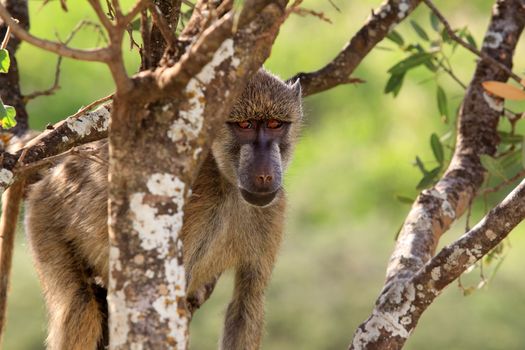 Baboon on tree. Amboseli national park in Kenia