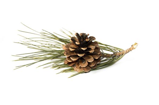 Pictures of pine cones