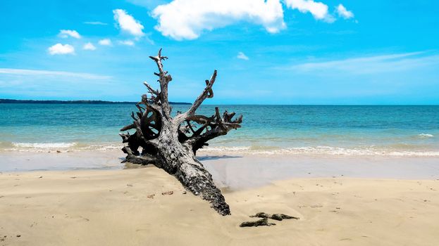 2004 Indian Ocean Tsunami uprooted tree at Andaman Beach, Wandoor, Port Blair, Andaman and Nicobar Islands, India, Asia.