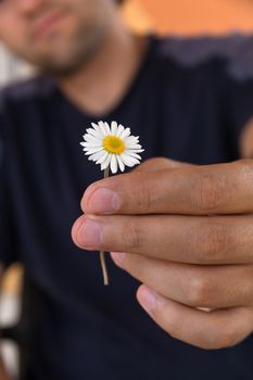 Close up of male hand gives a wild chamomile or daisy flower with love. Romance, feelings