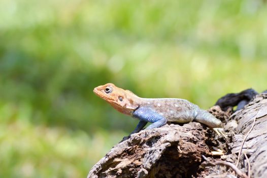 Lizard of all colors on a trunk in a garden of Mombasa in Kenya