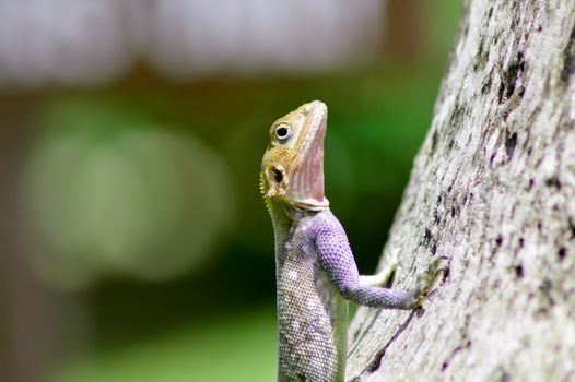 Lizard of all colors on a trunk in a garden of Mombasa in Kenya