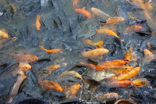 Vietnam fish farming at Mekong Delta, group of carp in fish pond