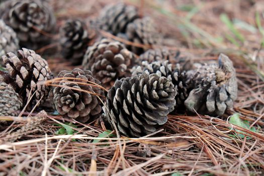 Group of rotten pinecone fall from pine tree in Dalat forest, pine cone is symbol of Christmas season and also is Xmas ornament, ground cover with pine needle