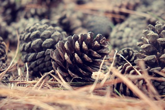 Group of rotten pinecone fall from pine tree in Dalat forest, pine cone is symbol of Christmas season and also is Xmas ornament, ground cover with pine needle