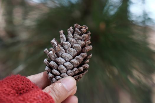  rotten pinecone fall from pine tree in Dalat forest, pine cone is symbol of Christmas season and also is Xmas ornament