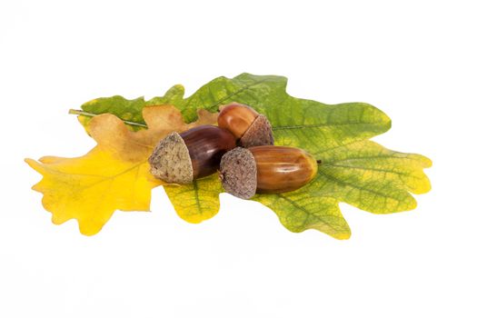  Acorns on oak leaves in autumnal colors on white background, close up