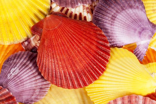 Background of colorful sea shells of  mollusk, close up .