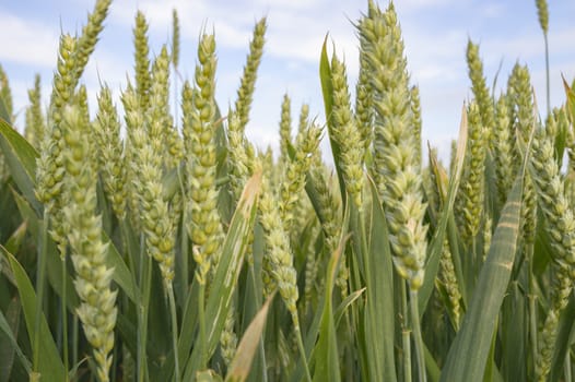 agricultural field, nature and agriculture farming series