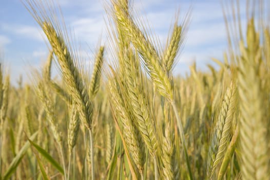 agricultural field, nature and agriculture farming series