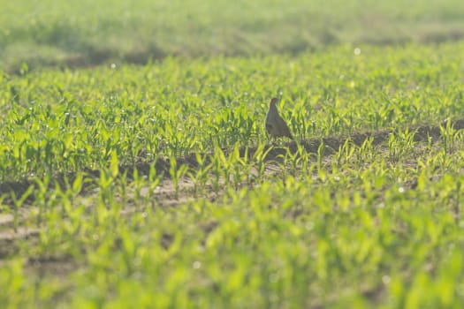 agricultural field, nature and agriculture farming series
