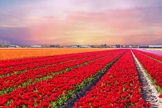 Blossoming tulip fields in a dutch landscape at sunset in the Netherlands