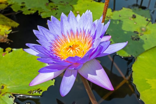 Purple lotus flower floating on water