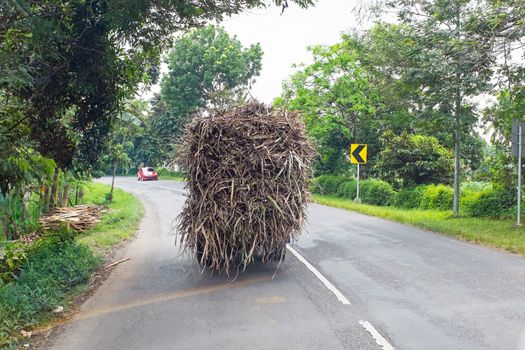 Driving in the countryside from Java in Indonesia transporting grass