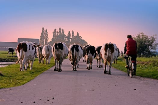 Farmer with his cows on a countryroad in the Netherlands at suns