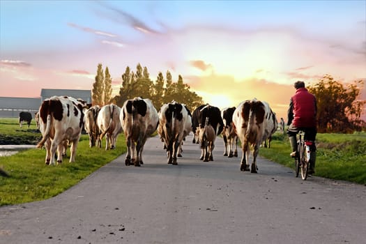 Farmer with his cows on a countryroad in the Netherlands at sunset