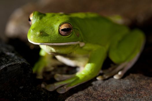 Close up view with focus to the head of a small green tree frog sitting on a stone in a shaft of sunlight