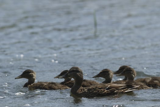 many birds in their natural habitat, nature series