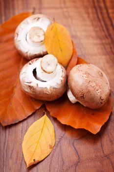 Mushrooms: Champignons on autumn leaves lying on a wooden table