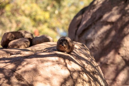 Young rock hyrax known as Procavia capensis play in the sun on the rocks