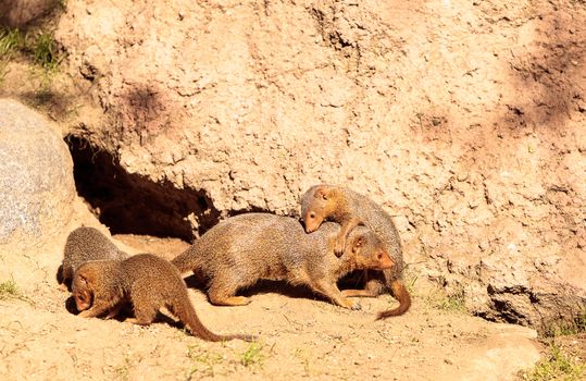 Young rock hyrax known as Procavia capensis play in the sun on the rocks