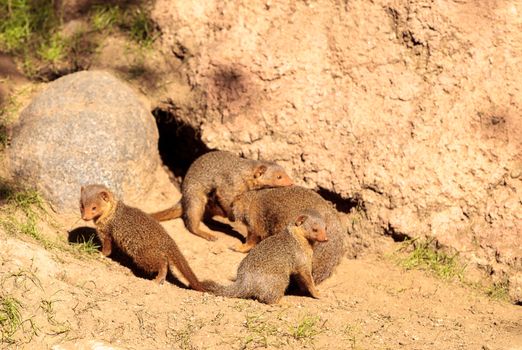 Young rock hyrax known as Procavia capensis play in the sun on the rocks