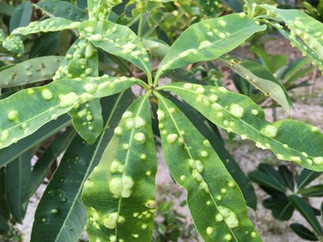 Closeup of green tropical leaves galls disease tropical plant.